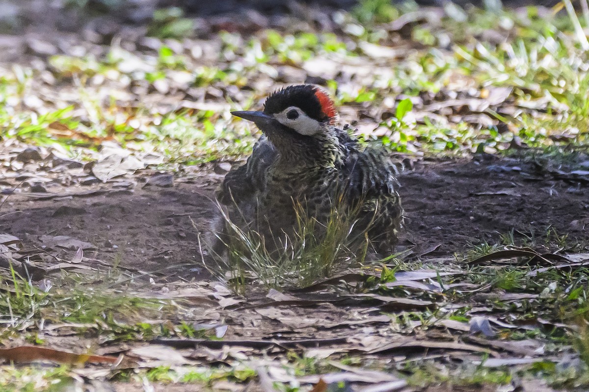 Grünbindenspecht - ML646303287