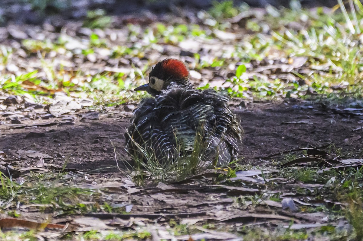 Grünbindenspecht - ML646303290