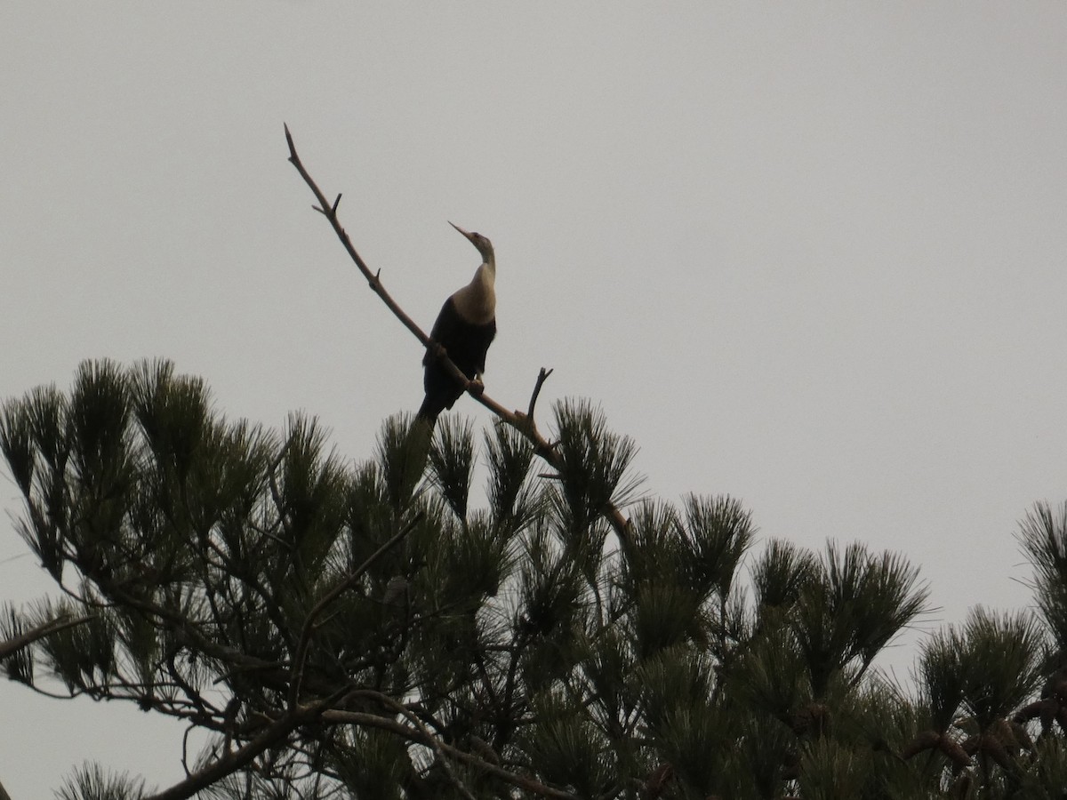 Anhinga - ML646303293