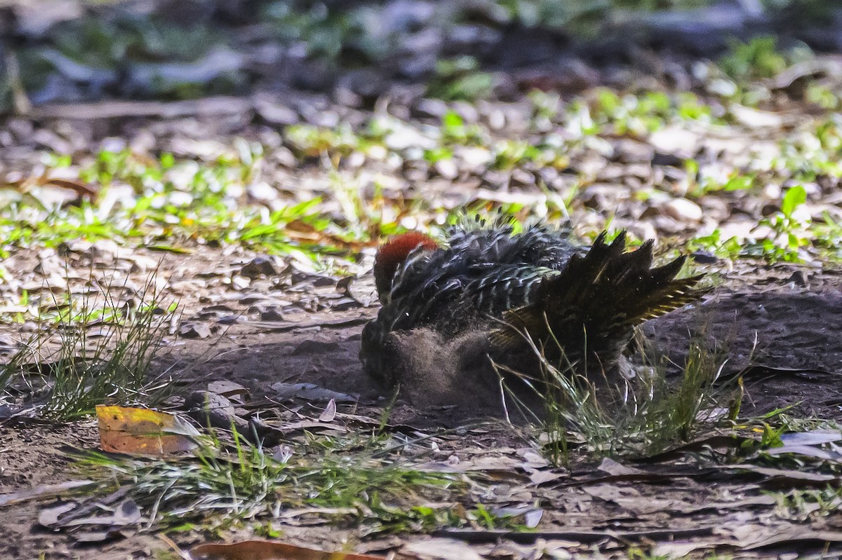 Grünbindenspecht - ML646303295