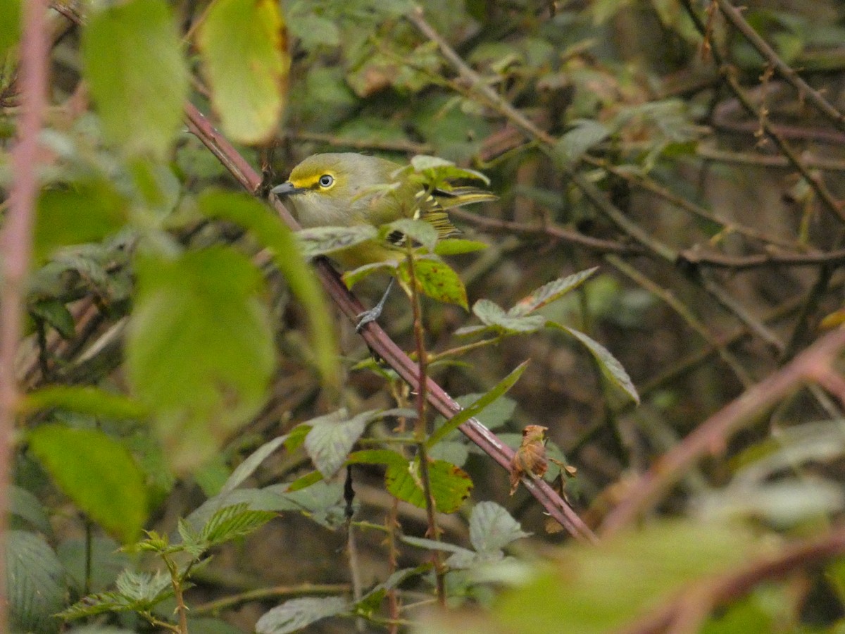 White-eyed Vireo - ML646303297