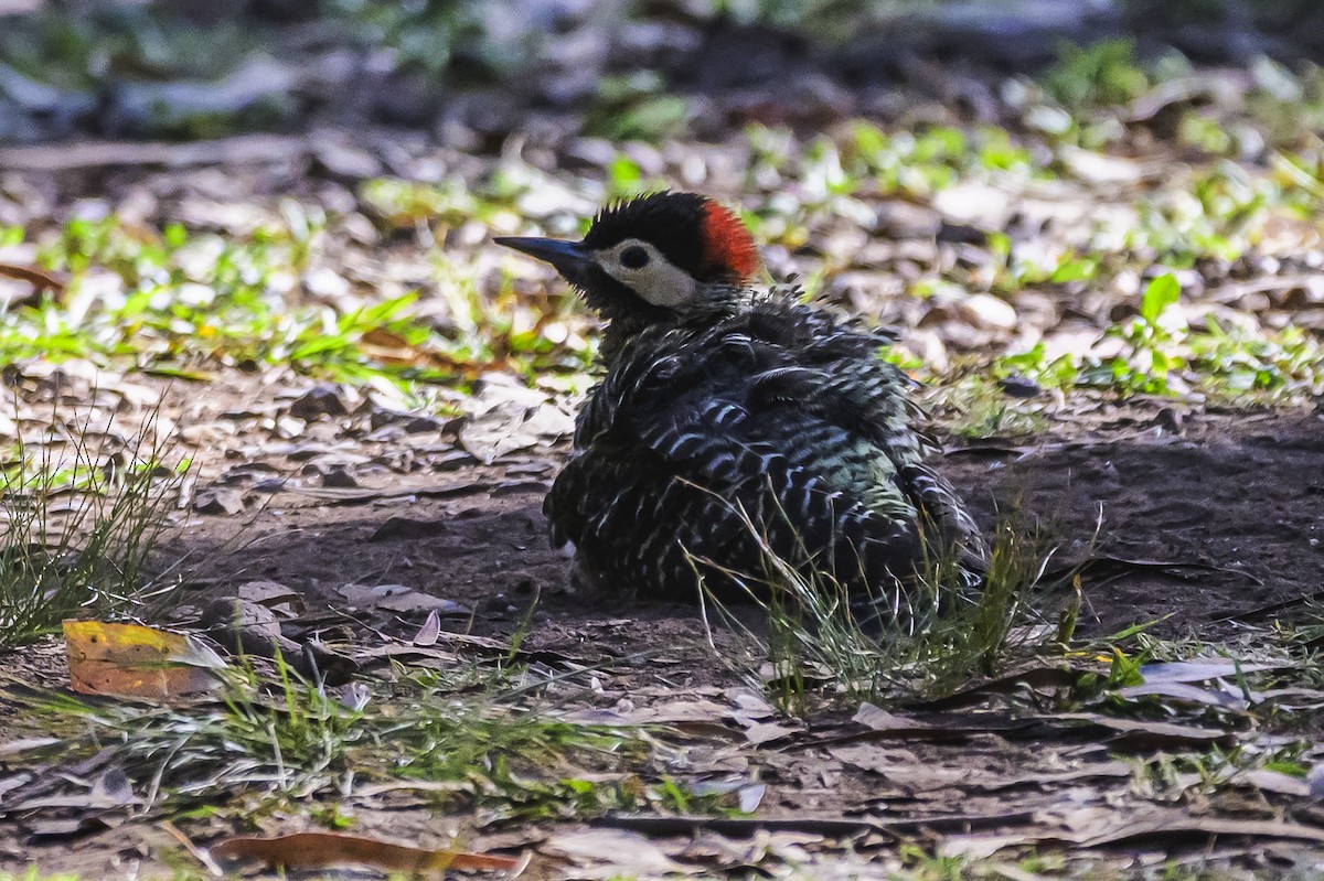 Grünbindenspecht - ML646303298