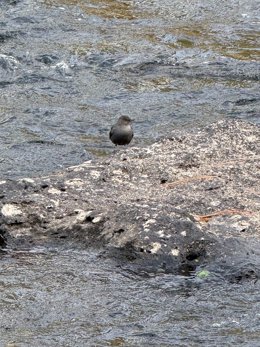 American Dipper - ML646303300