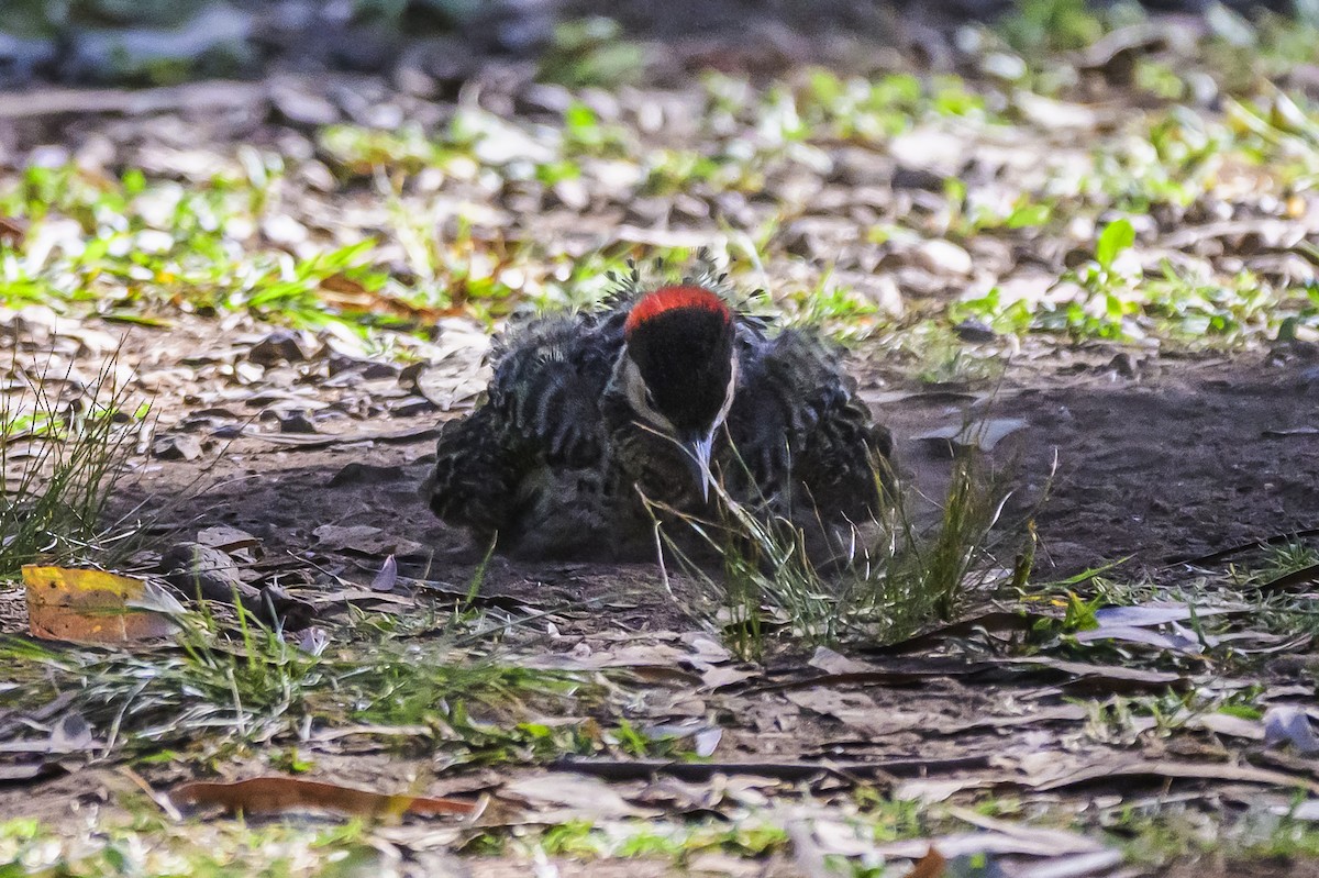 Grünbindenspecht - ML646303301