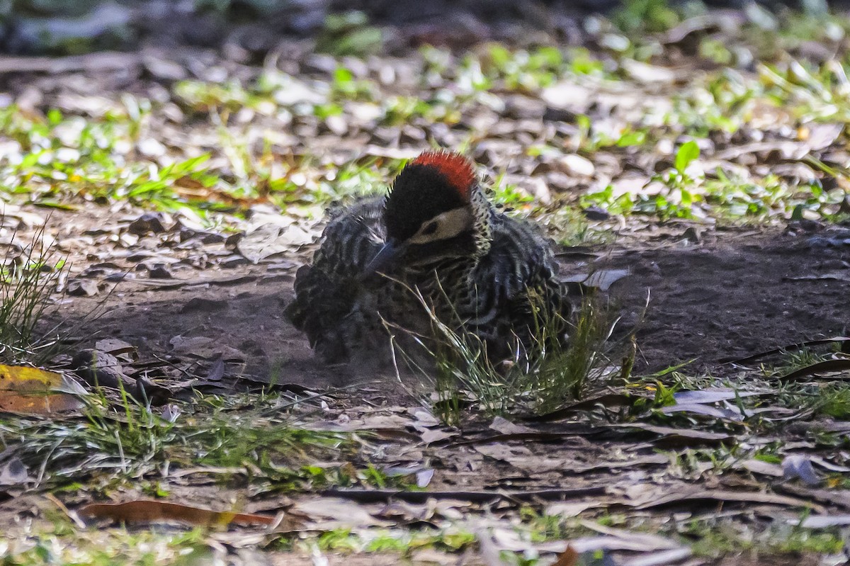 Grünbindenspecht - ML646303302