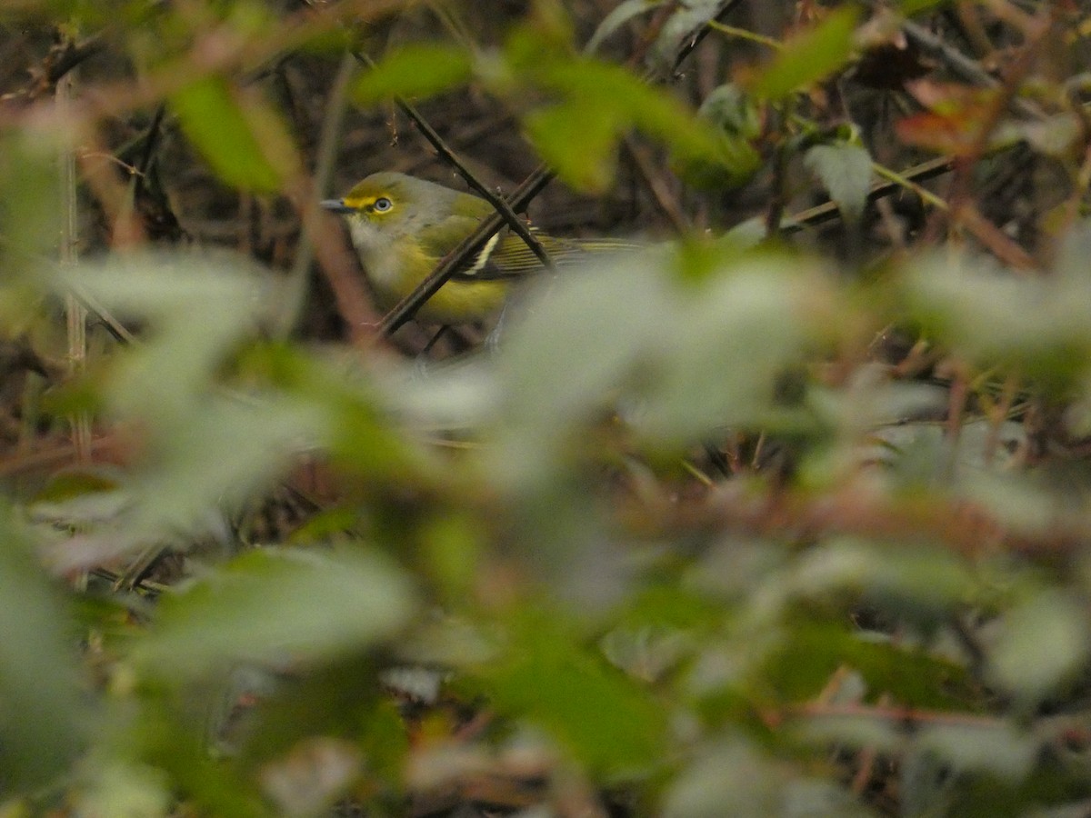 White-eyed Vireo - ML646303306