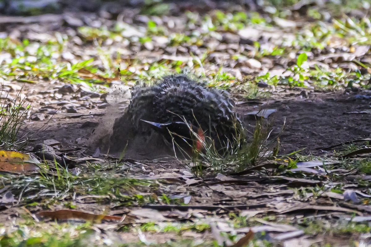 Grünbindenspecht - ML646303307