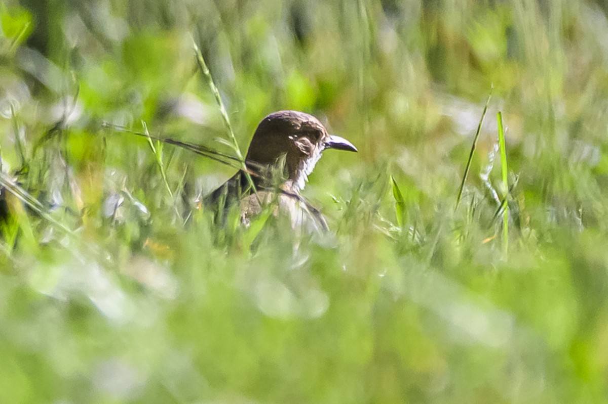 Rufous Hornero - ML646303313