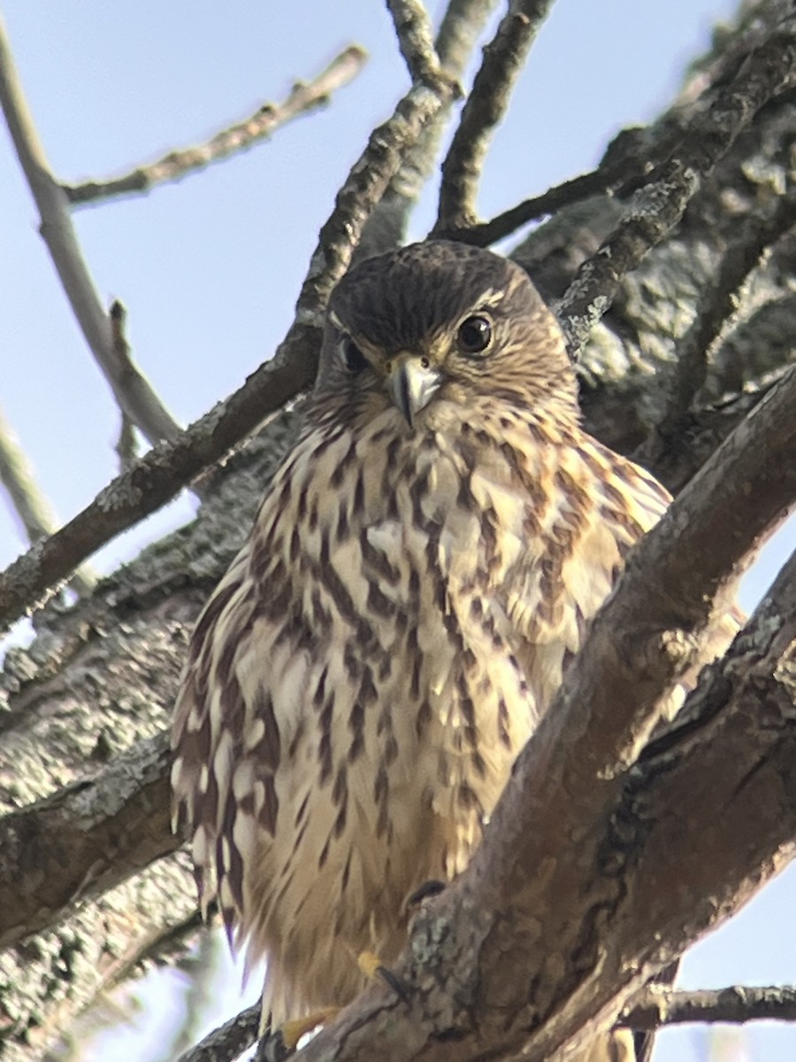 コチョウゲンボウ - ML646303314