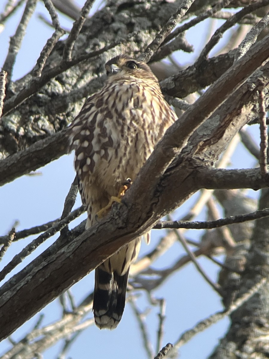 コチョウゲンボウ - ML646303315