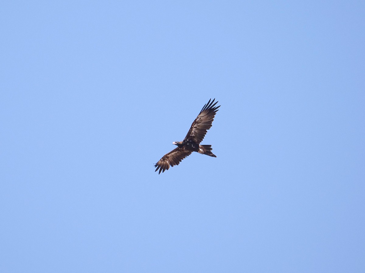 Wedge-tailed Eagle - ML646303318