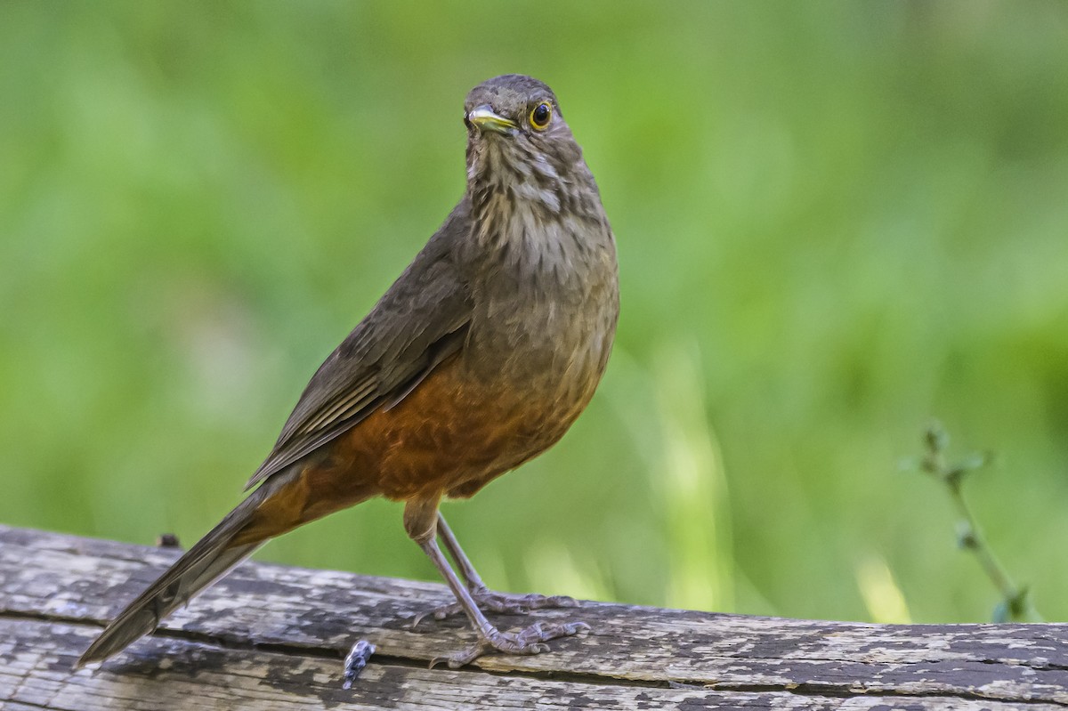 Rufous-bellied Thrush - ML646303323
