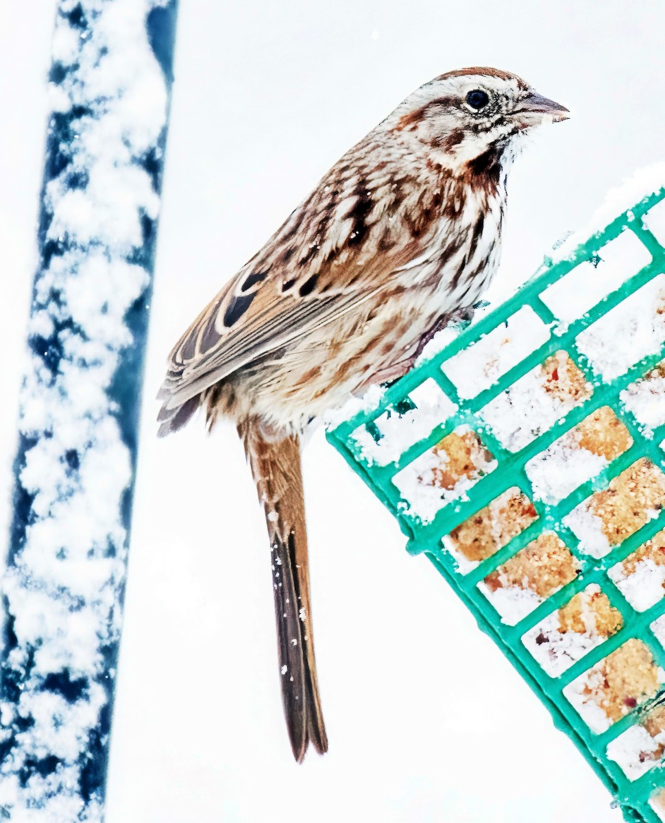 Song Sparrow - ML646303324