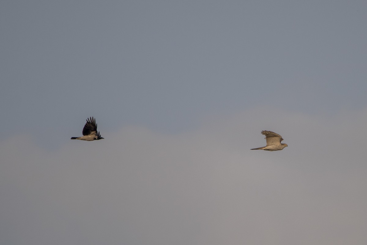 hønsehauk - ML646303329