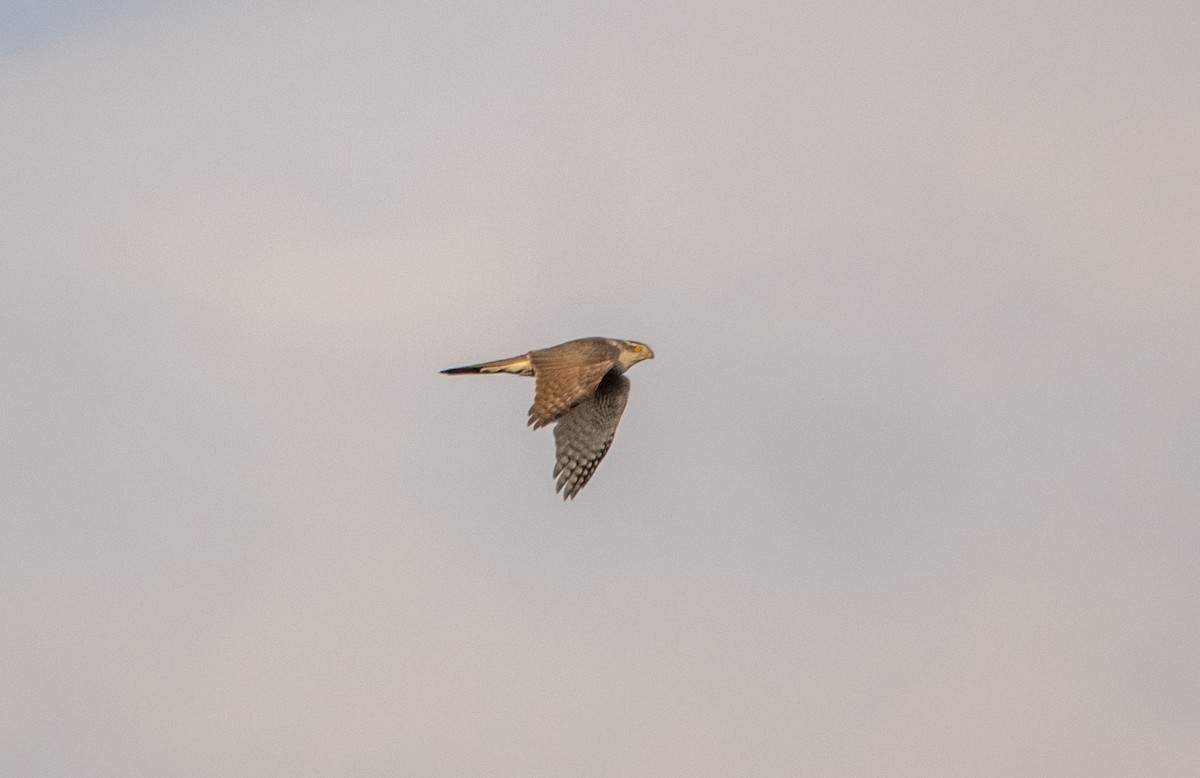 hønsehauk - ML646303331