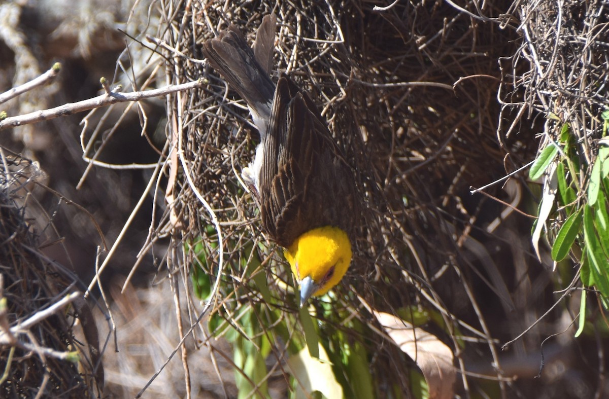 Sakalava Weaver - ML646303337