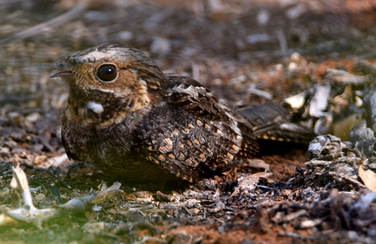 Madagascar Nightjar - ML646303339