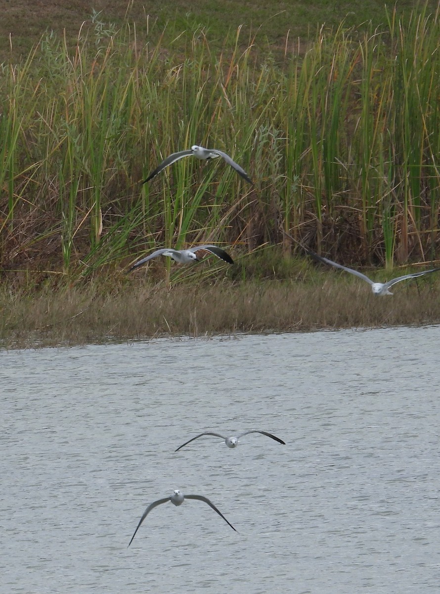 Gabbiano sghignazzante - ML646303351