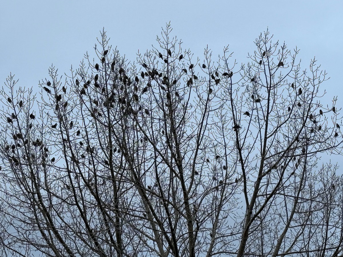 Bohemian Waxwing - ML646303352