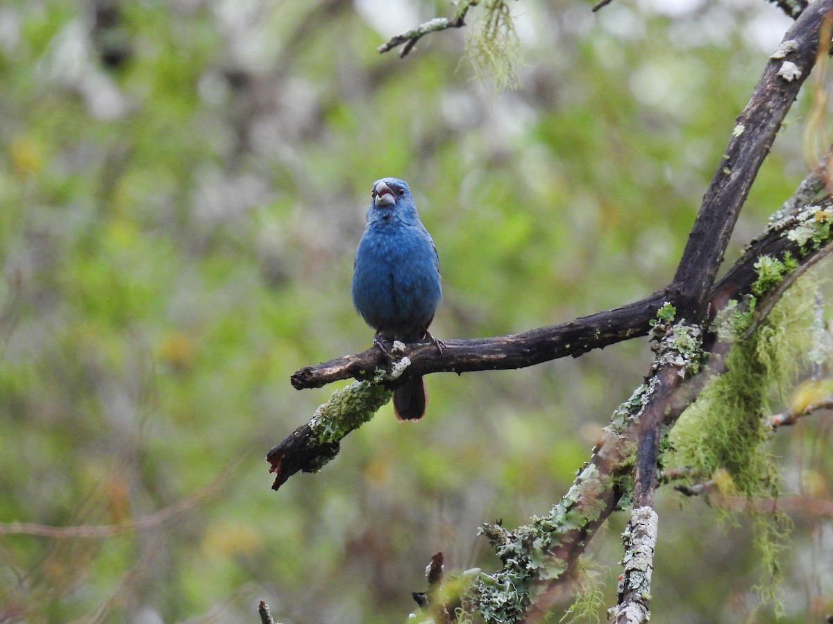 Glaucous-blue Grosbeak - ML646303354