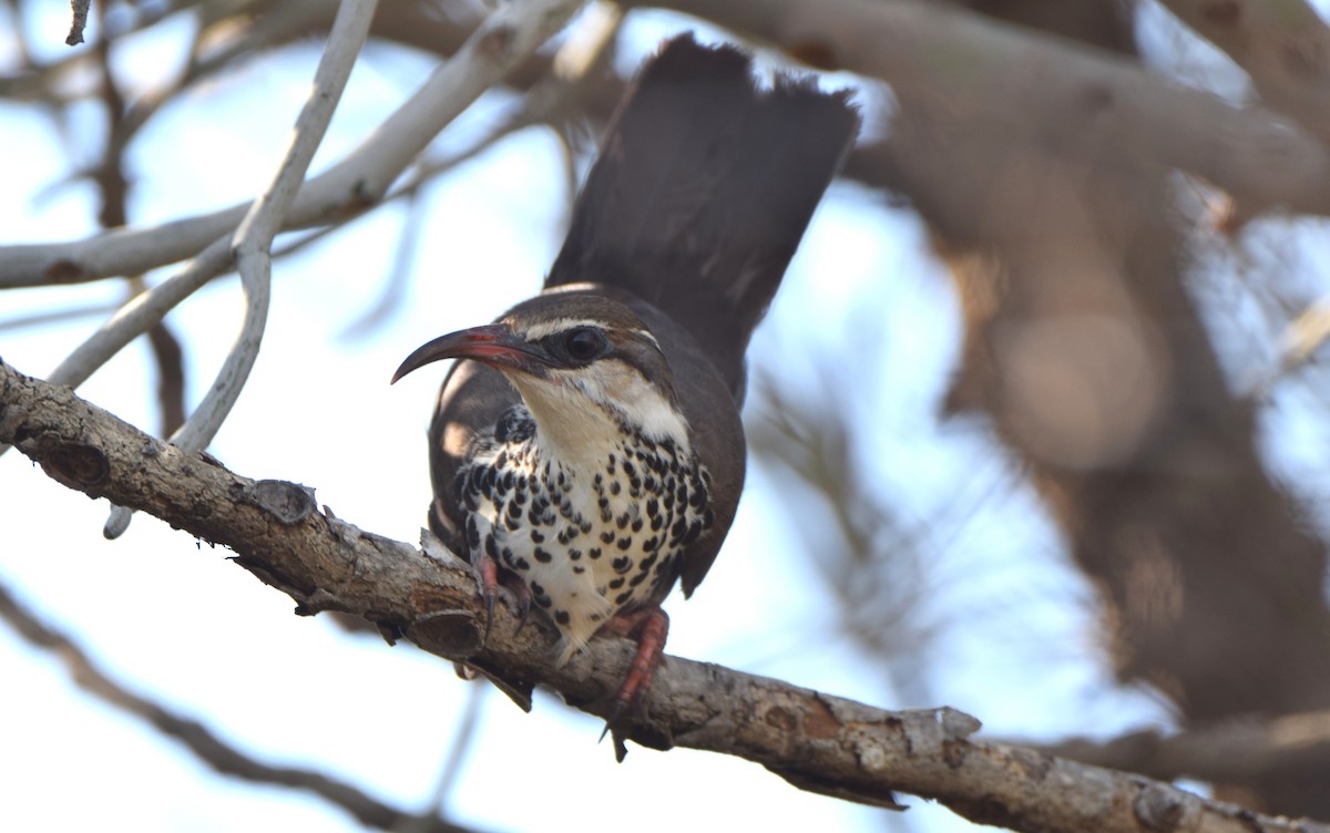 Subdesert Mesite - ML646303356