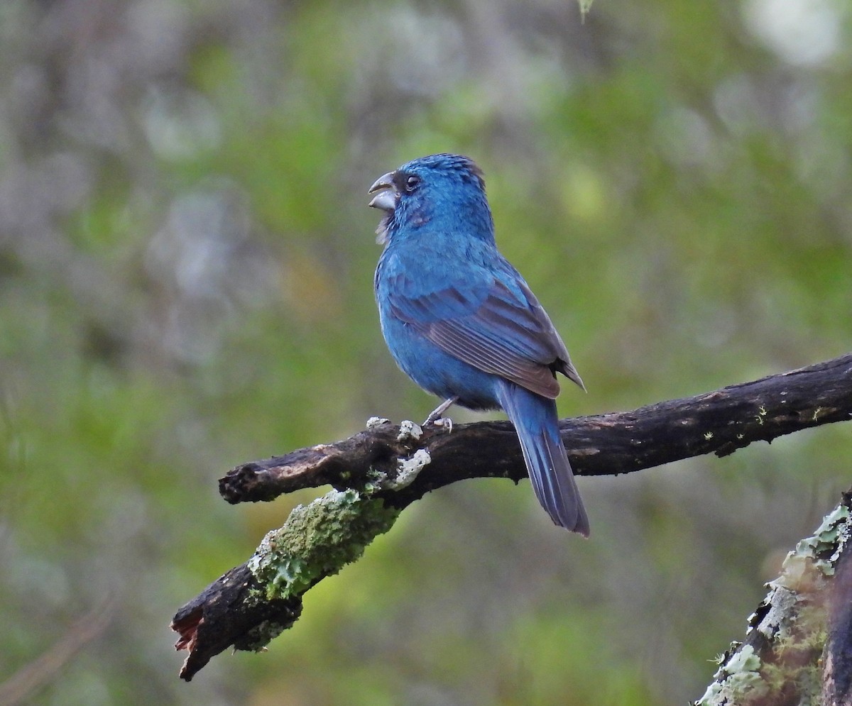 Glaucous-blue Grosbeak - ML646303357