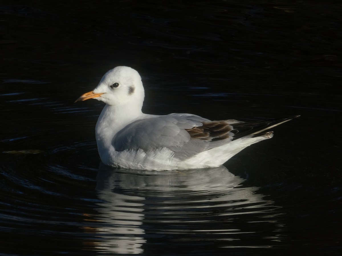 Black-headed Gull - ML646303359