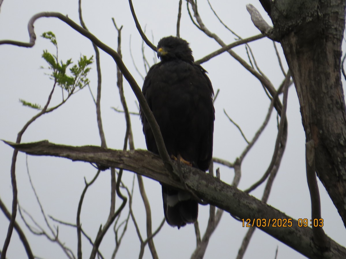 Zone-tailed Hawk - ML646303363