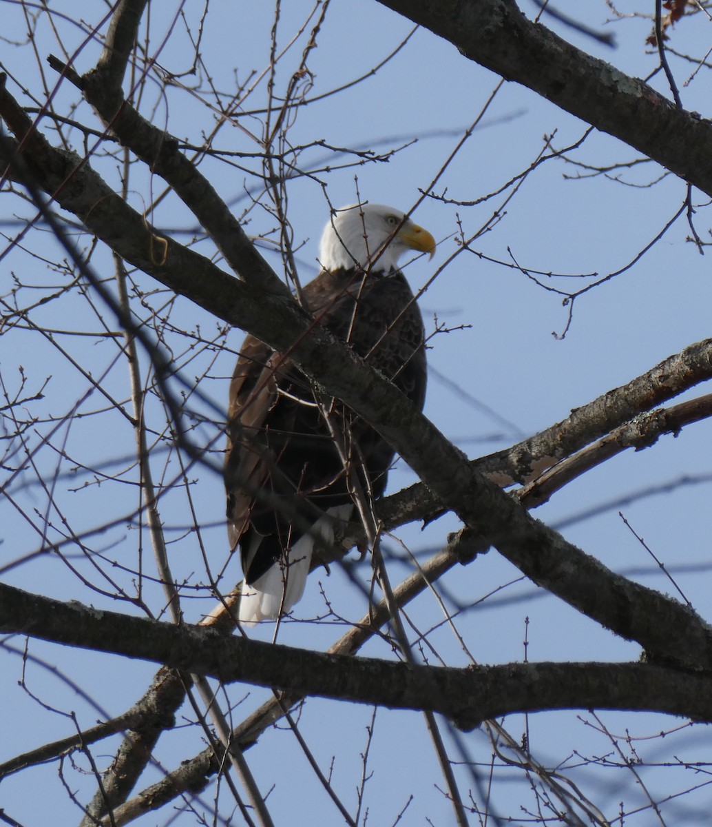 Bald Eagle - ML646303364