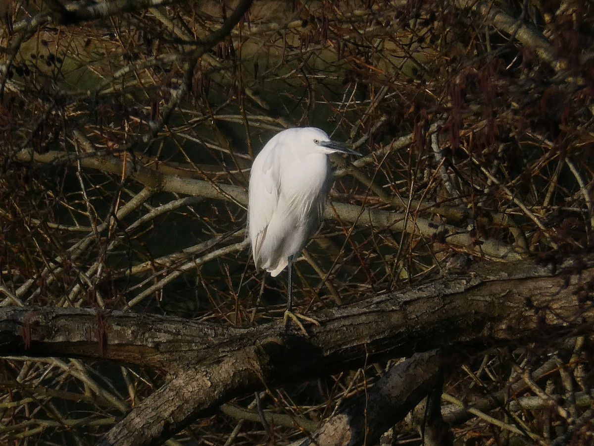 Little Egret - ML646303366