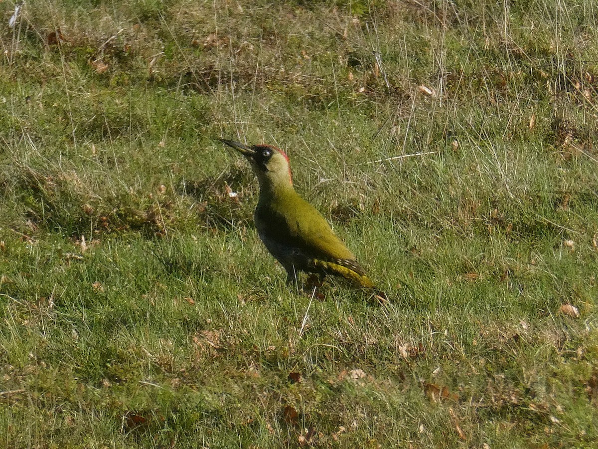 Eurasian Green Woodpecker - ML646303367