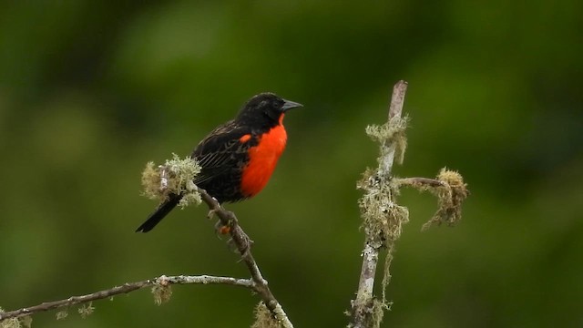 Sturnelle militaire - ML646303369