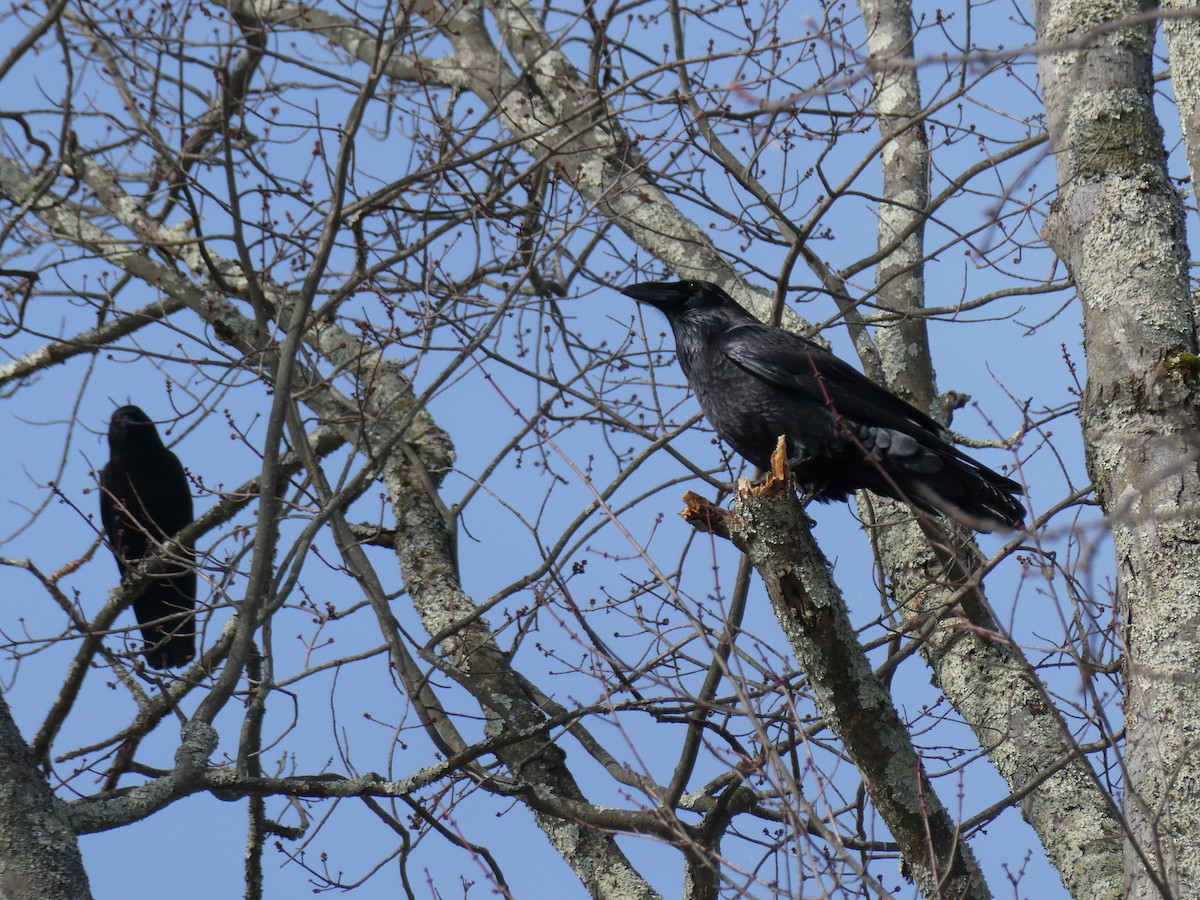 Common Raven - ML646303372