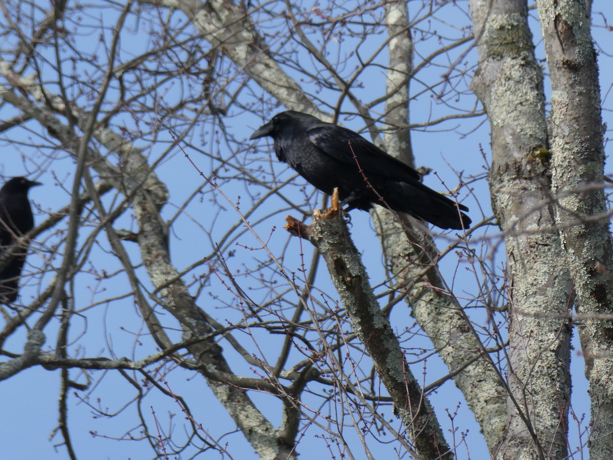 Common Raven - ML646303373