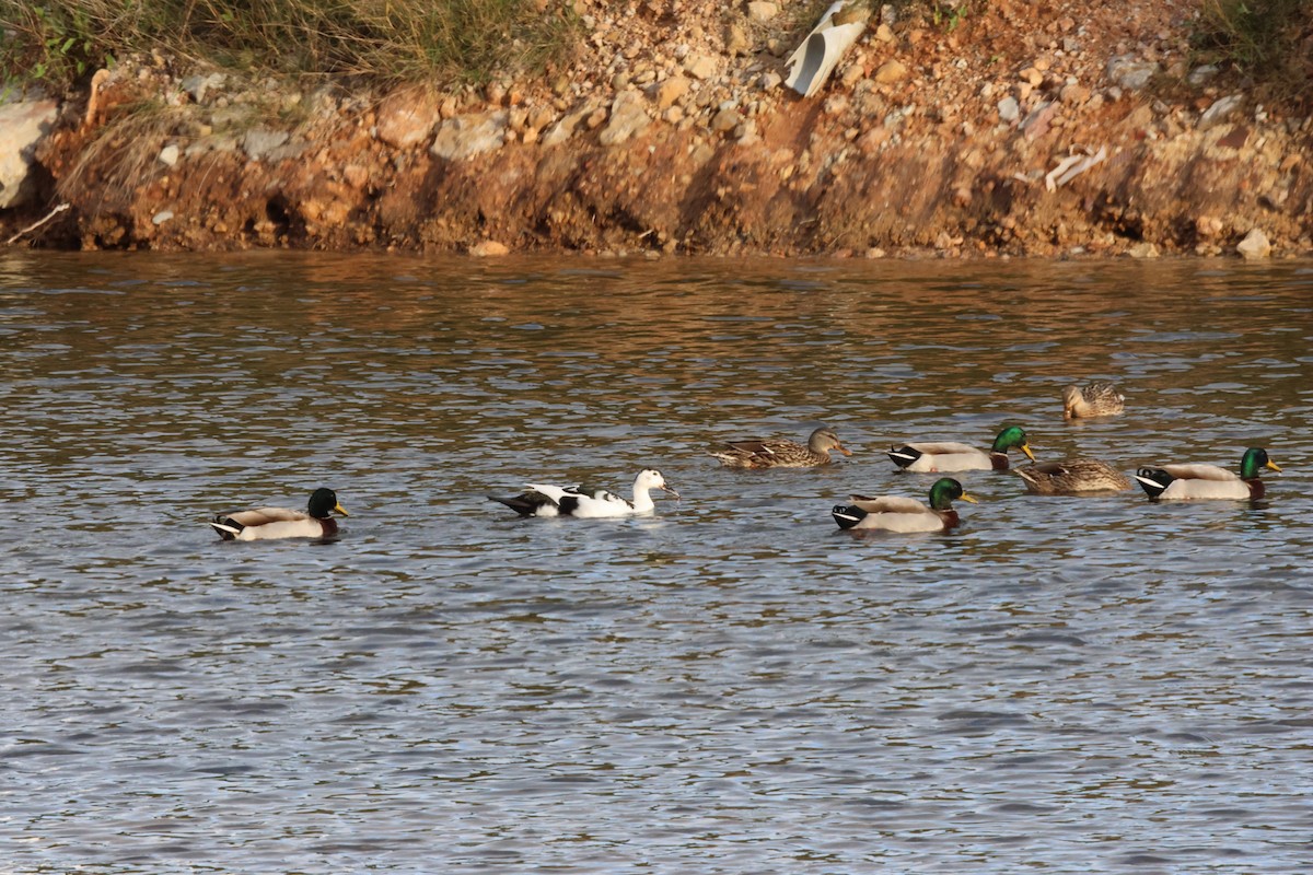 Muscovy Duck x Mallard (hybrid) - ML646303407