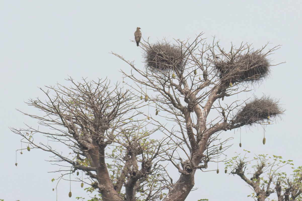 Wahlberg's Eagle - ML646303409
