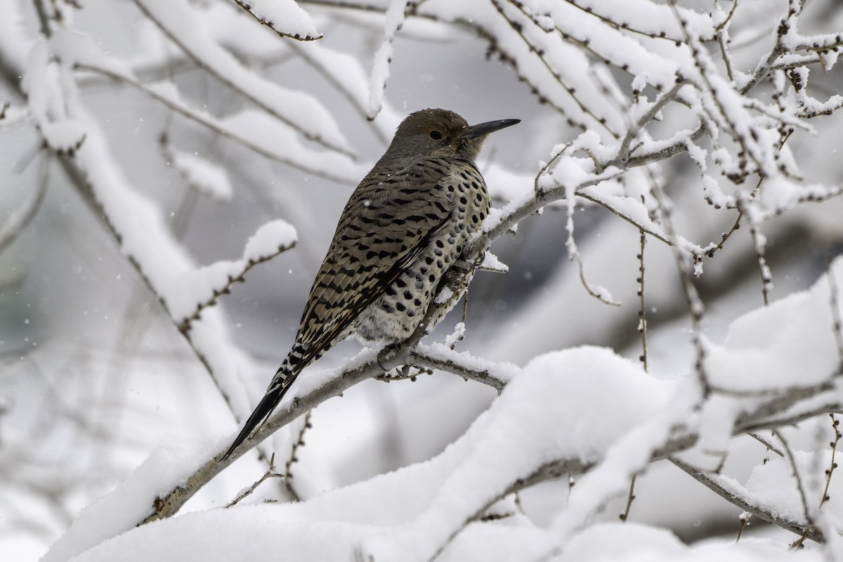 Northern Flicker - ML646303417