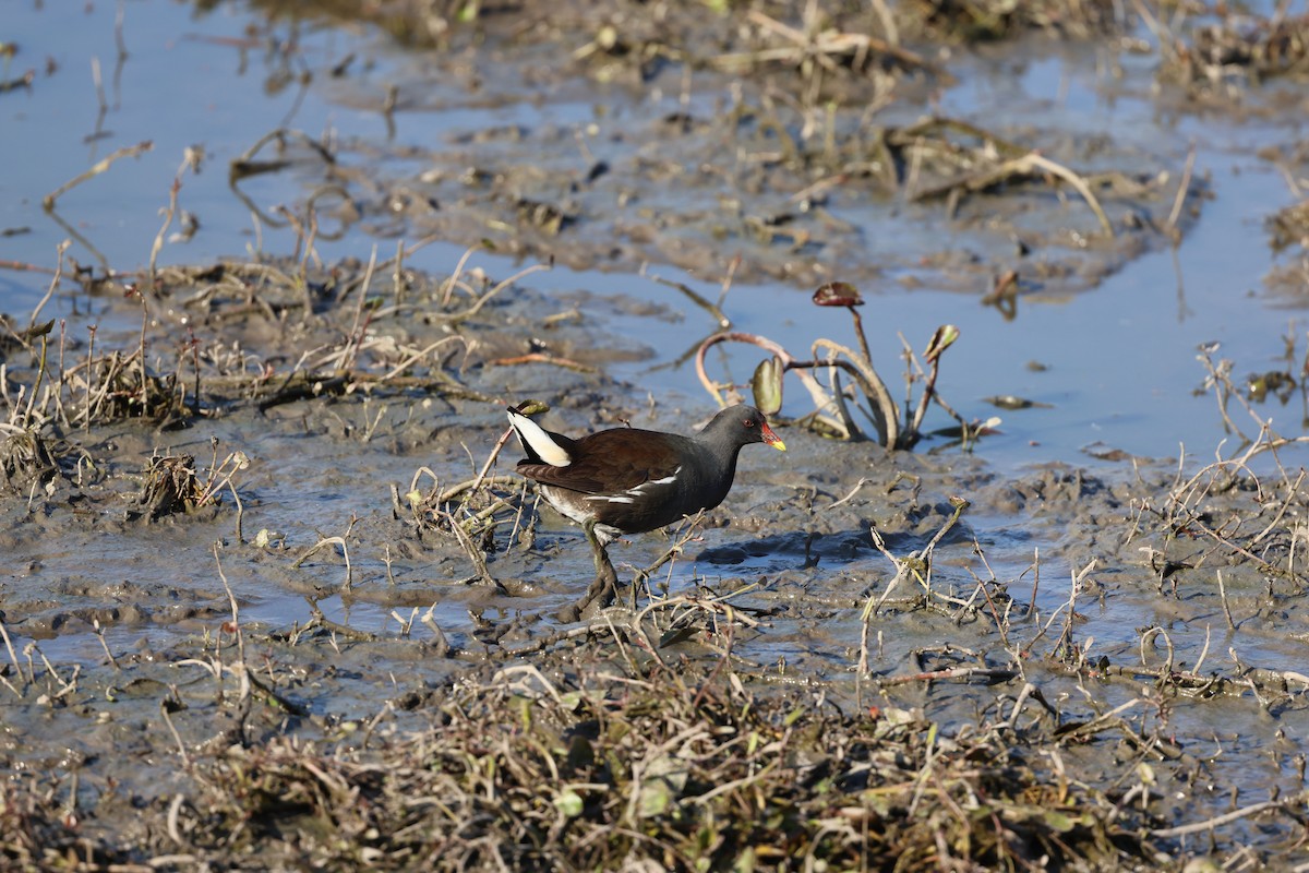 Eurasian Moorhen - ML646303423