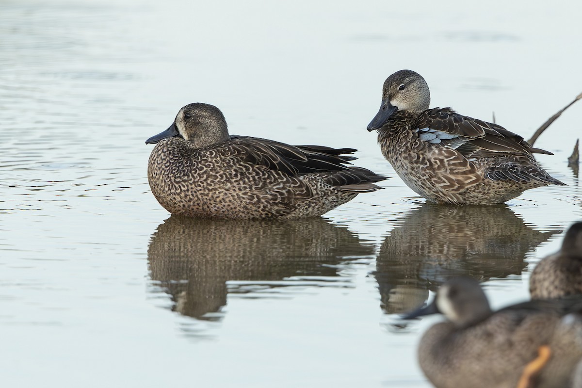 Zertzeta hegalurdina - ML646303424