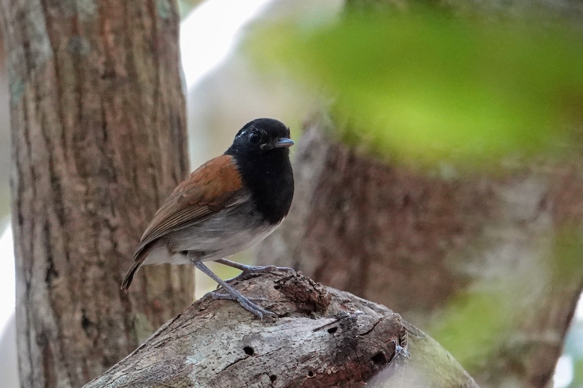 Hooded Gnateater - ML646303429