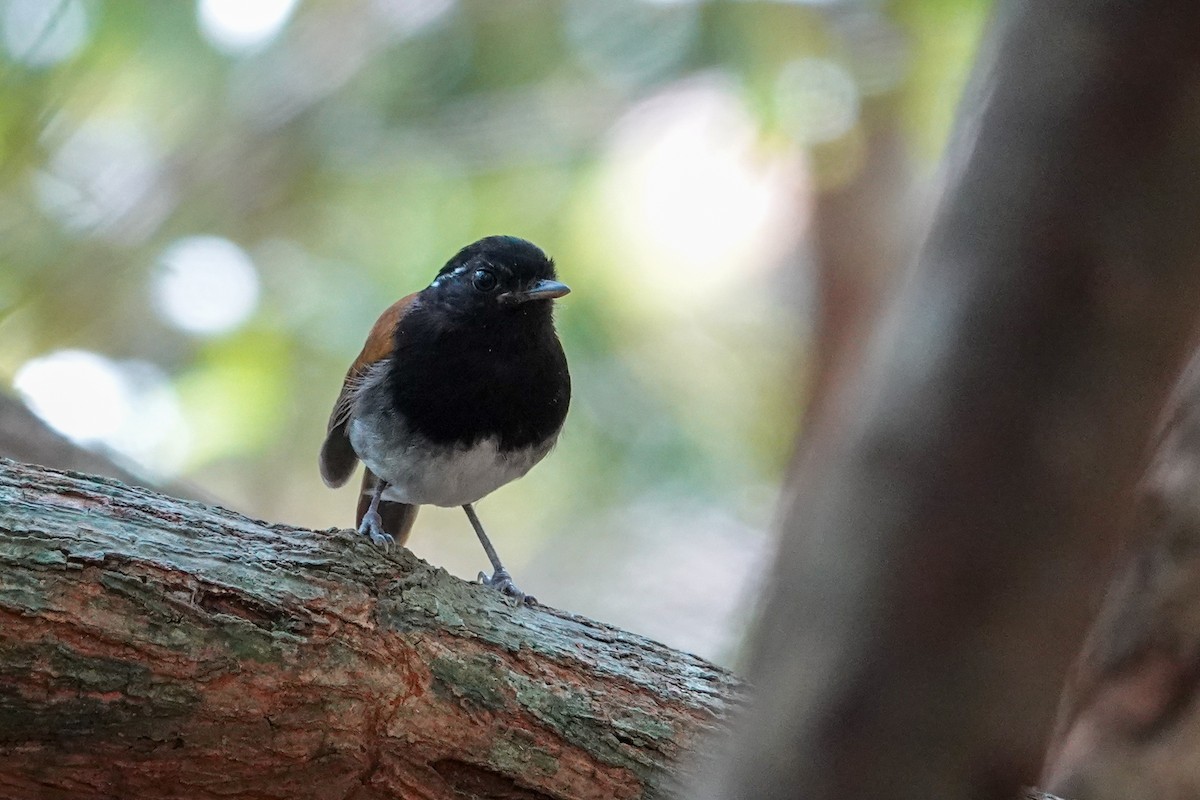 Hooded Gnateater - ML646303430