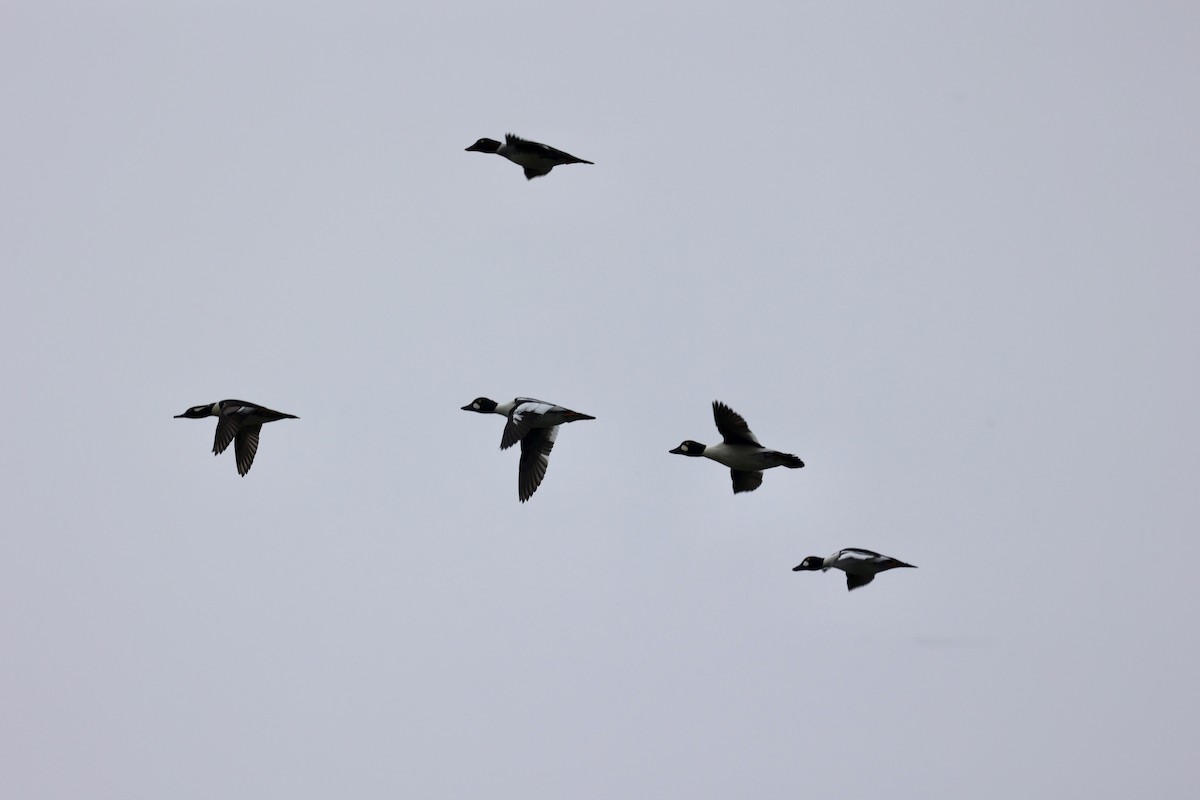 ホオジロガモ - ML646303442