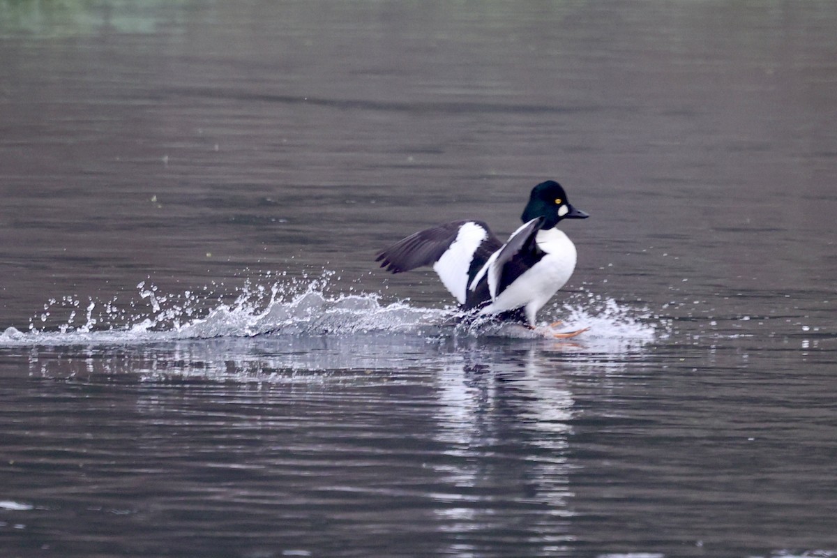 ホオジロガモ - ML646303445