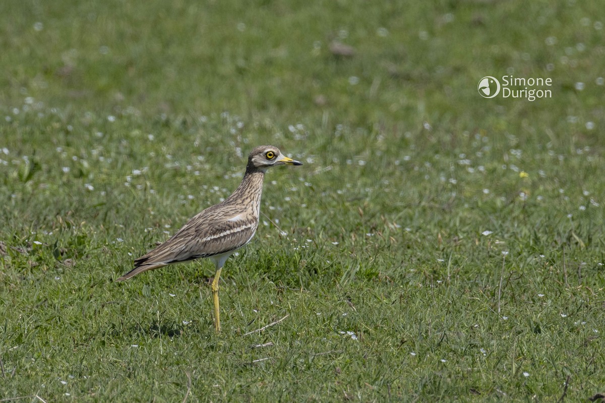Eurasian Thick-knee - ML646303450