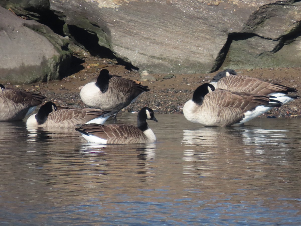 berneška velká - ML646303452