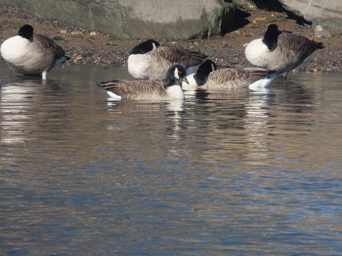 berneška velká - ML646303453