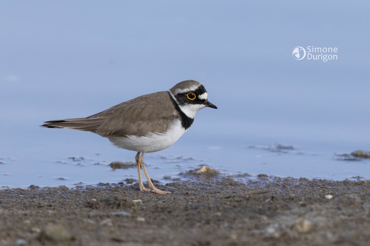 Little Ringed Plover - ML646303475