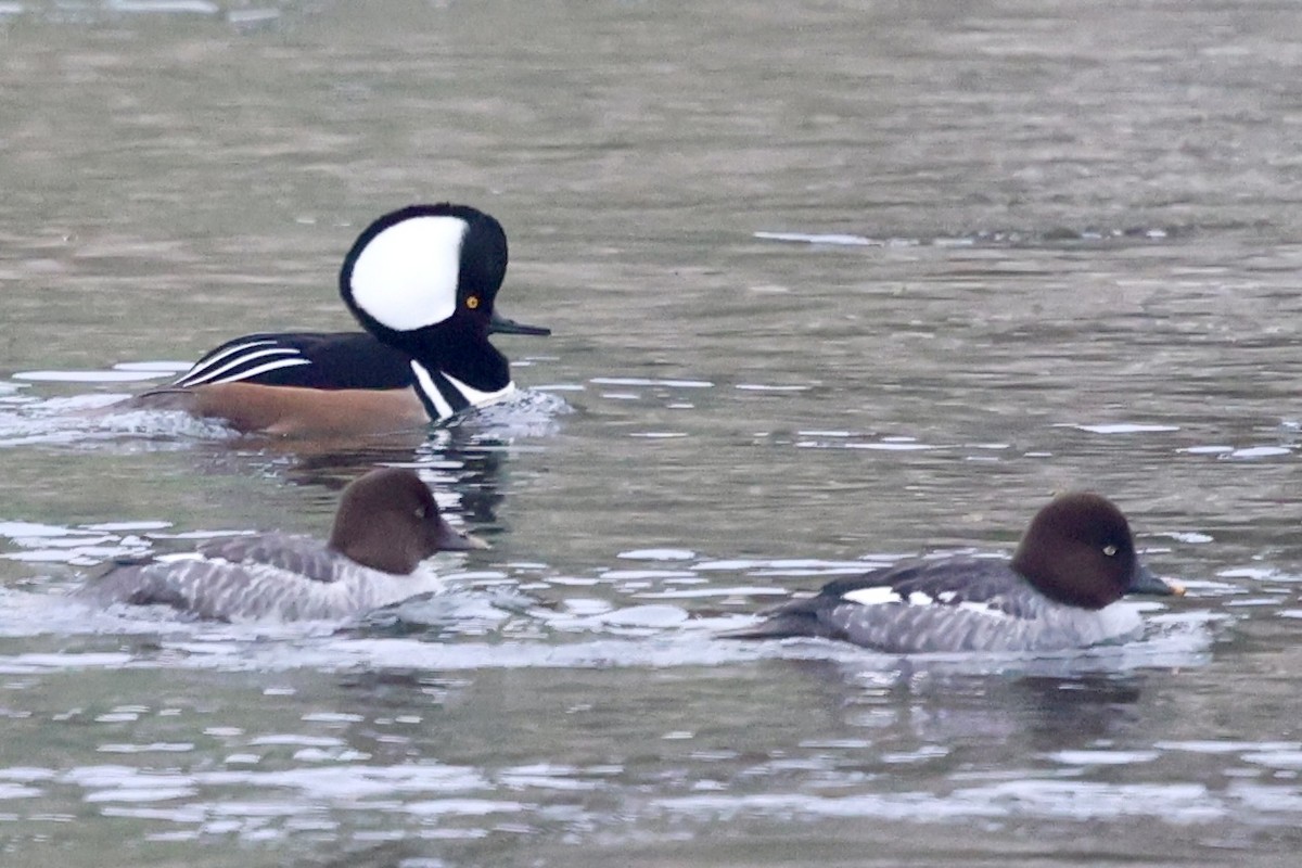 オウギアイサ - ML646303477