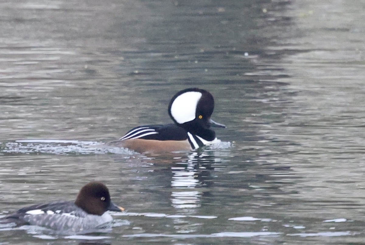 オウギアイサ - ML646303478