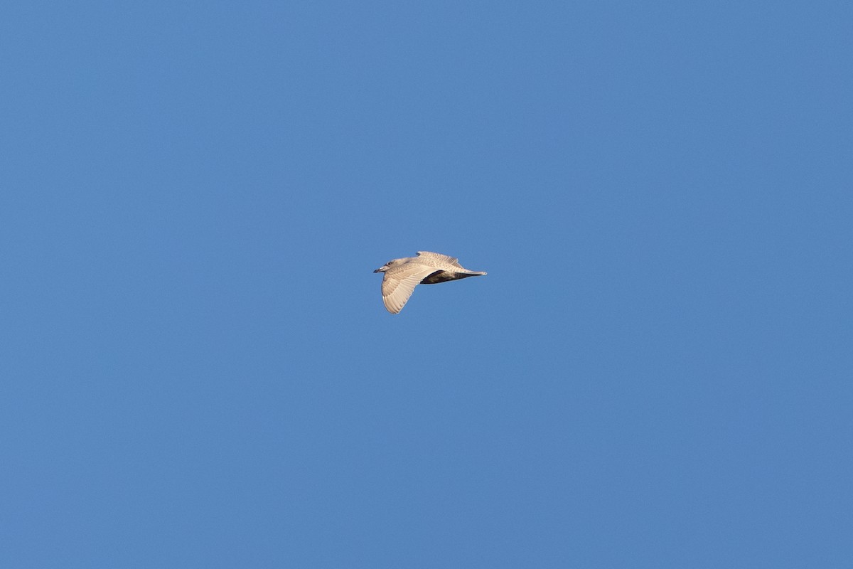 Iceland Gull (kumlieni) - ML646303481